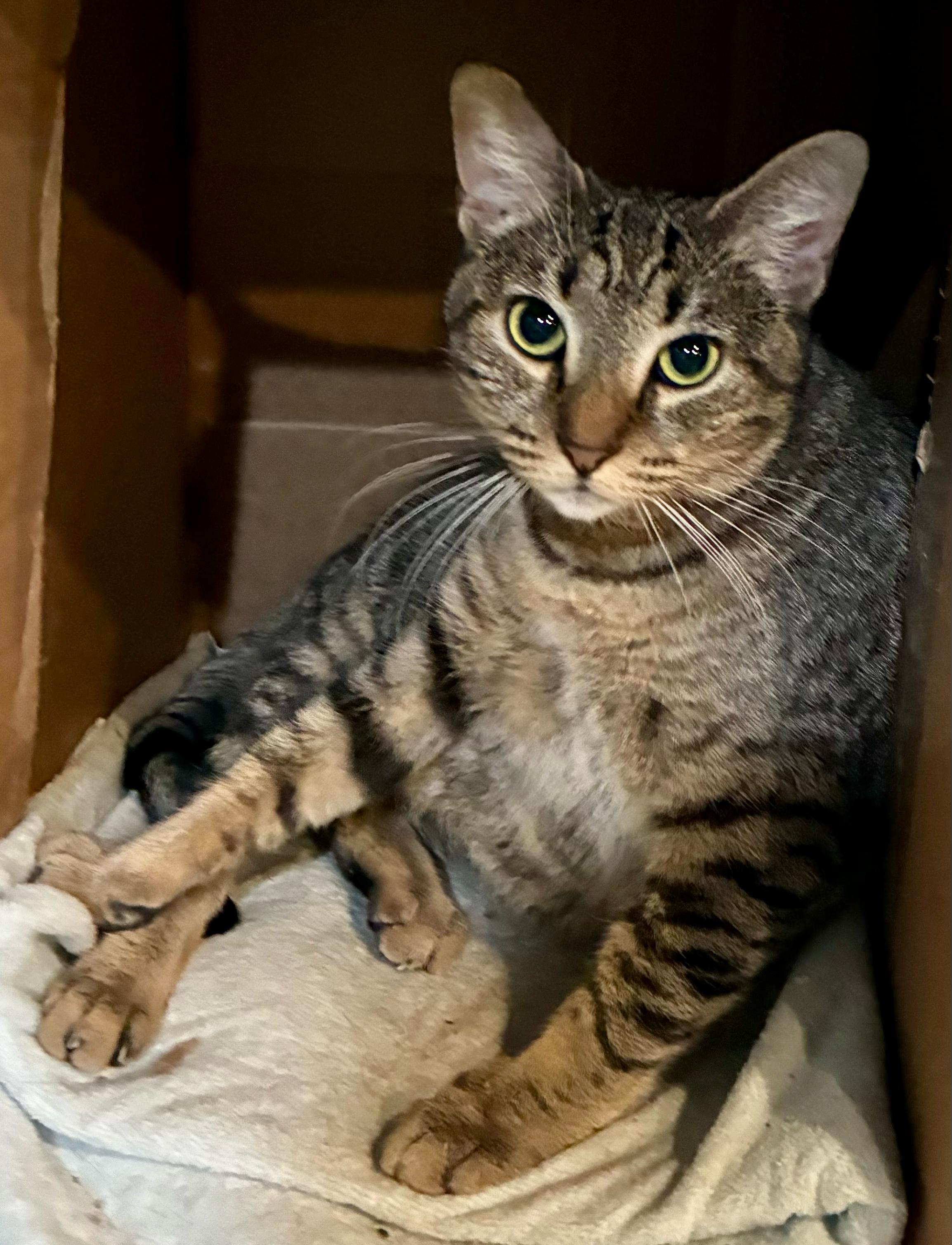 Enlarge Cosette, a Adoptable Domestic Short Hair in Havertown, PA image 2/6