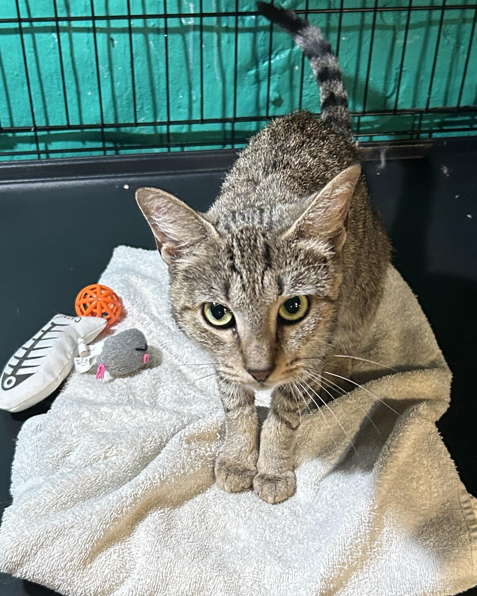 Enlarge Cosette, a Adoptable Domestic Short Hair in Havertown, PA image 3/6