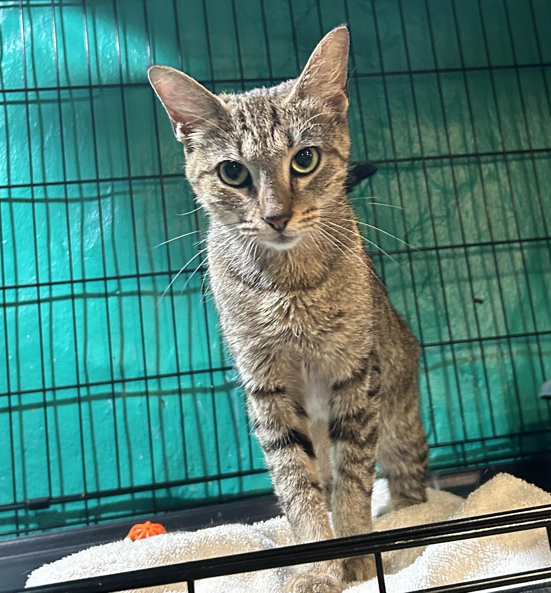 Enlarge Cosette, a Adoptable Domestic Short Hair in Havertown, PA image 6/6