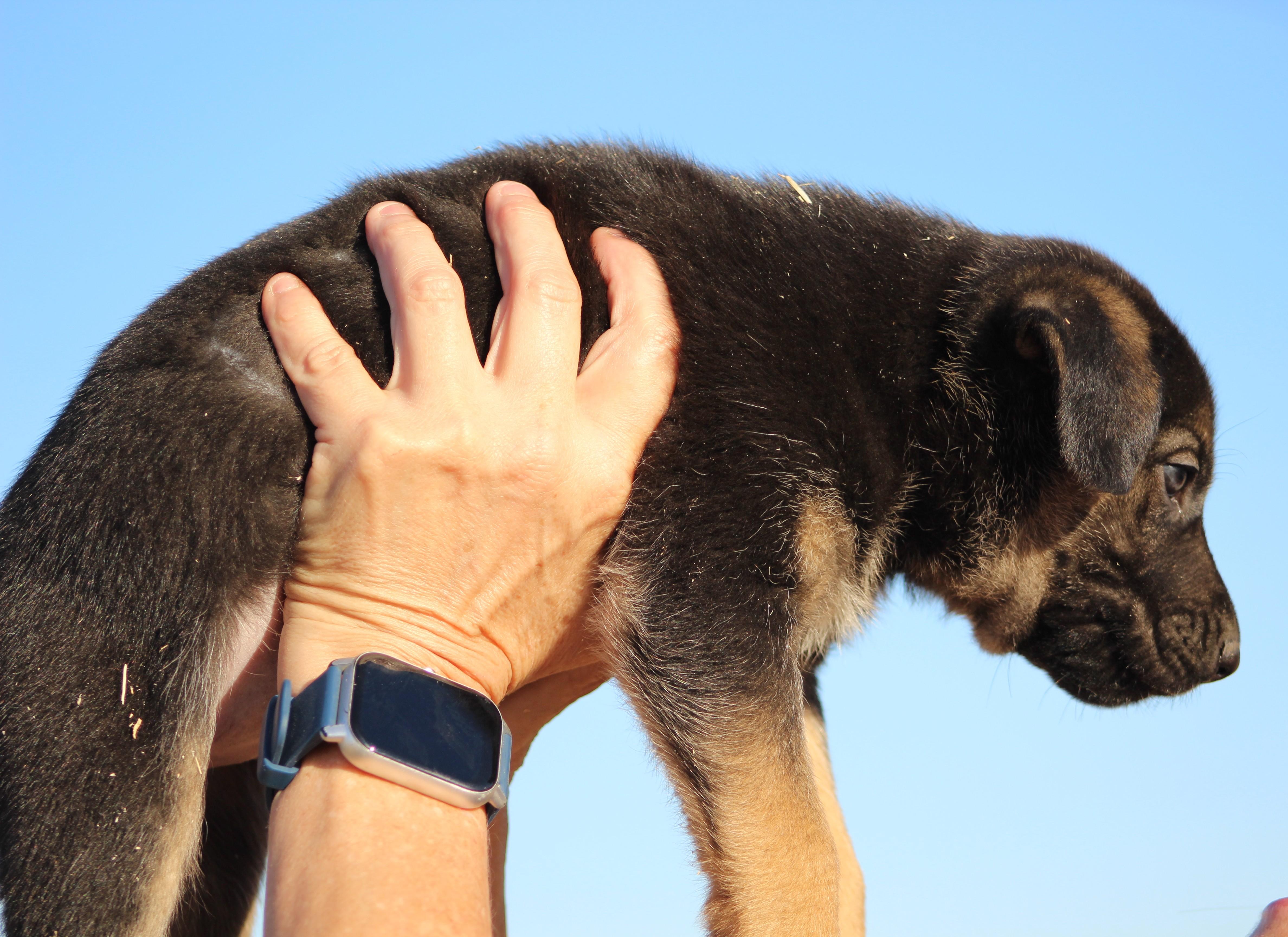 Enlarge Uno, an adoption pending mixed breed in Temple, TX image 4/5