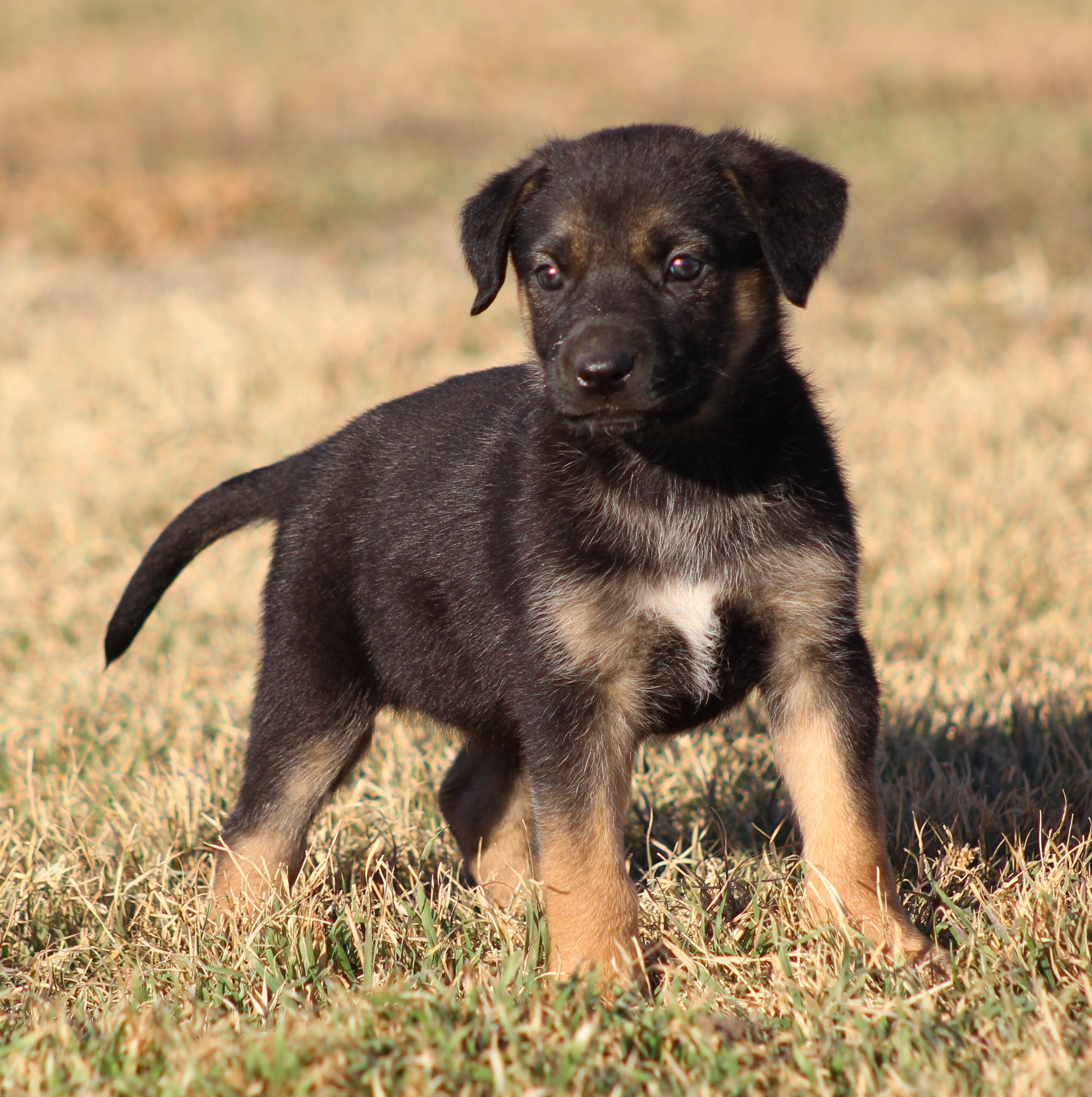 Enlarge Uno, an adoption pending mixed breed in Temple, TX image 1/5