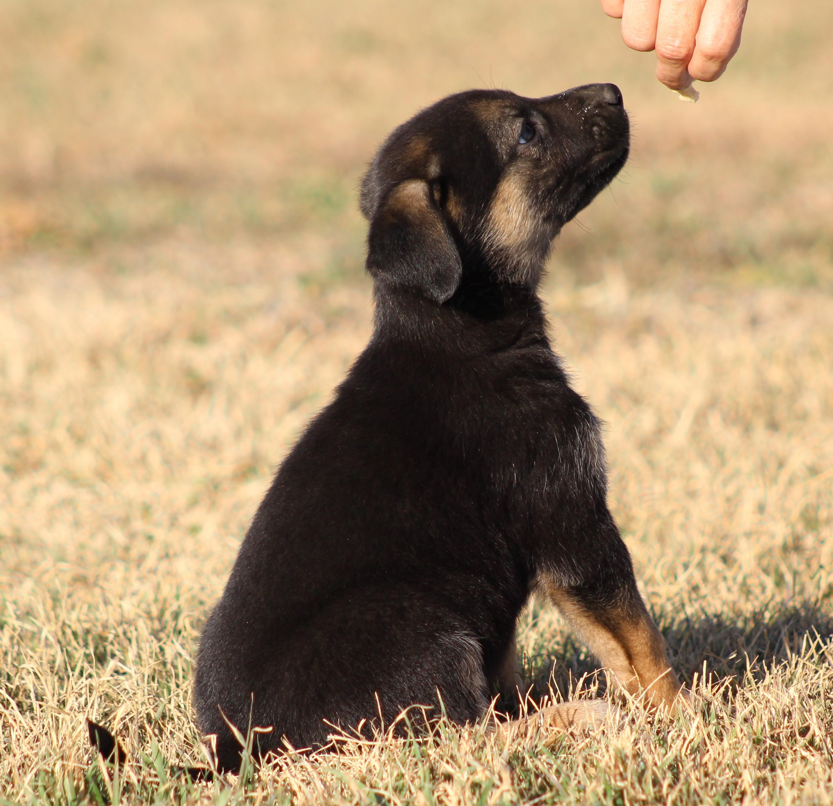 Enlarge Uno, an adoption pending mixed breed in Temple, TX image 5/5