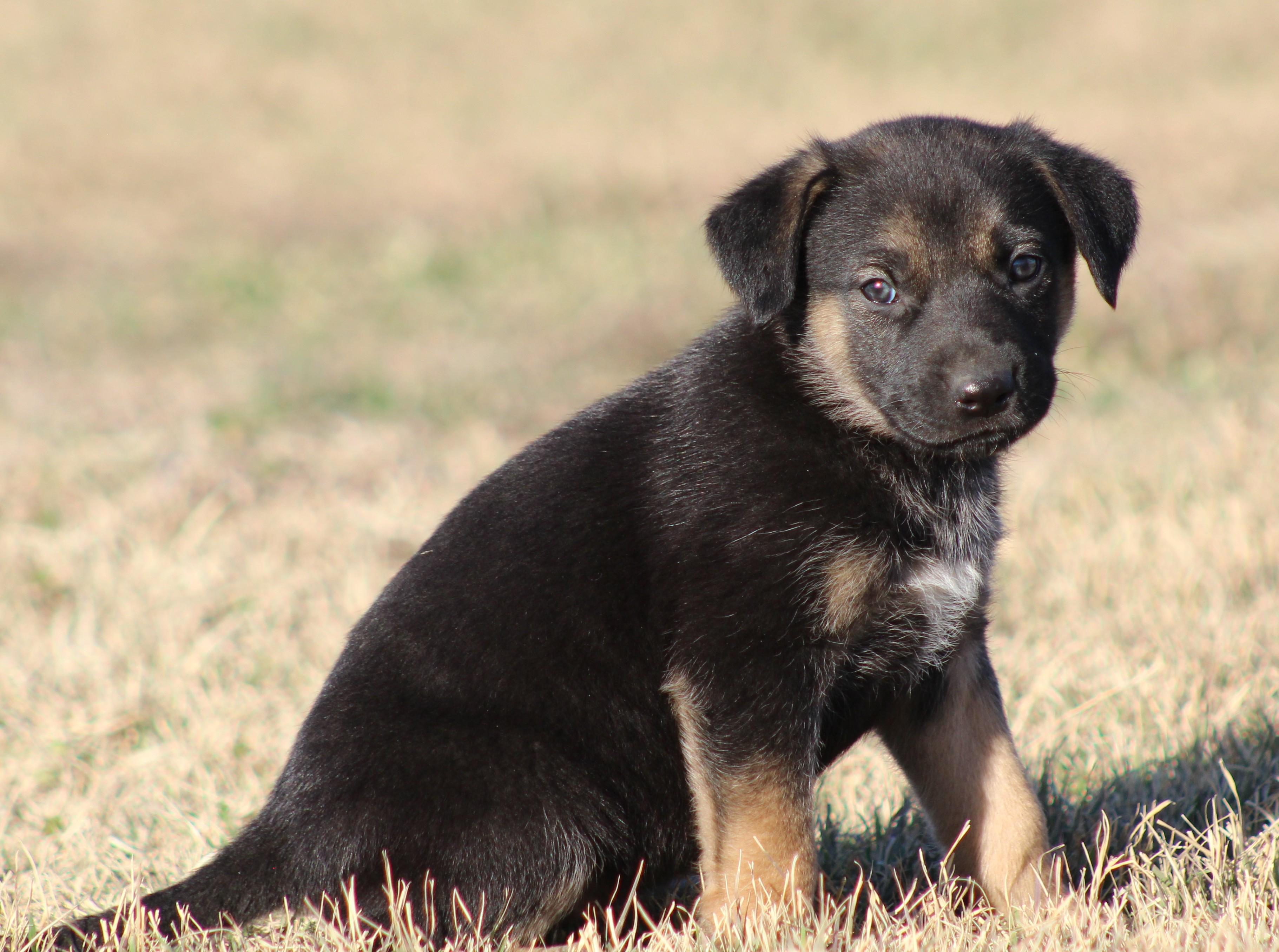 Enlarge Uno, an adoption pending mixed breed in Temple, TX image 3/5