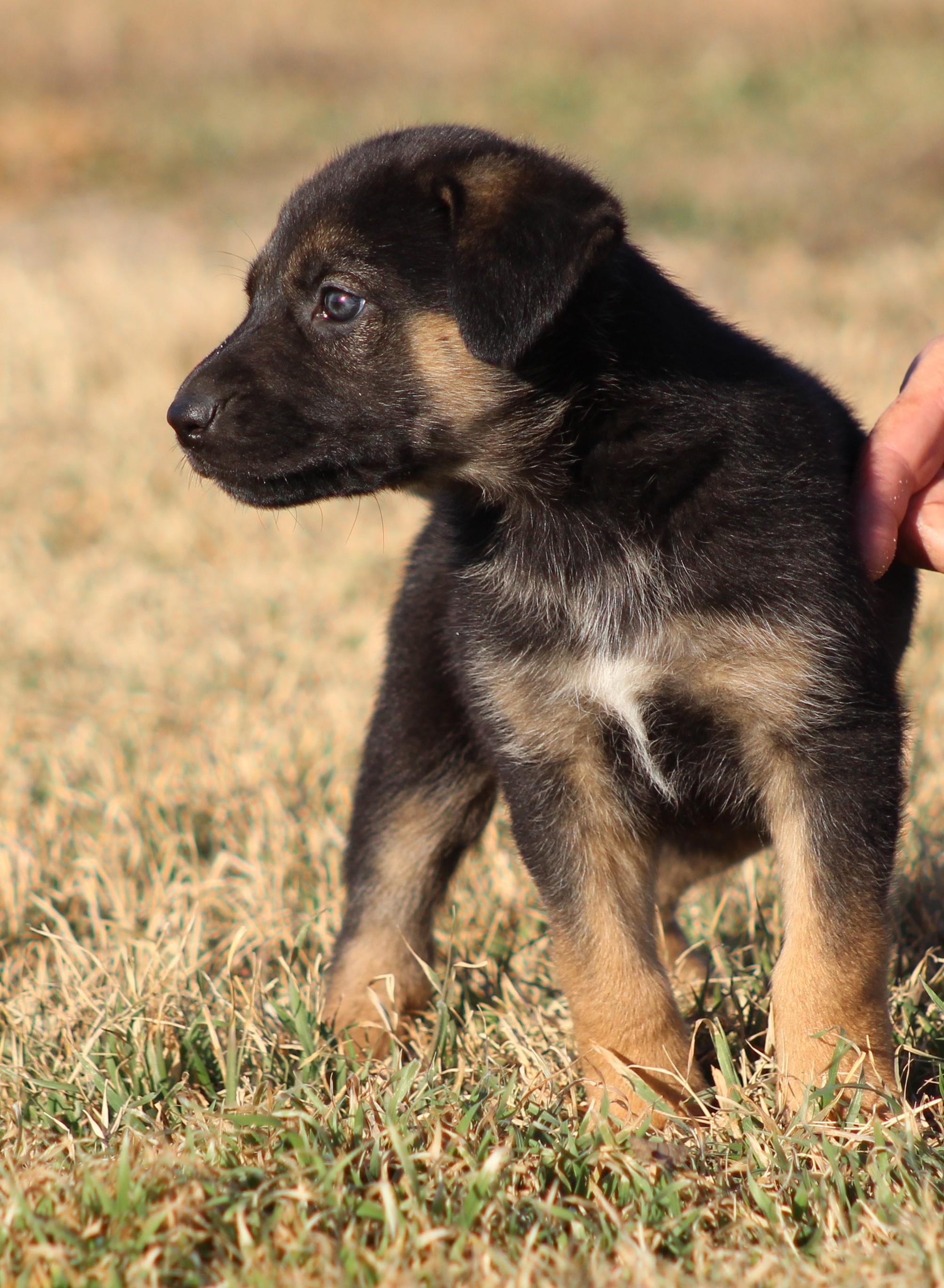 Enlarge Uno, an adoption pending mixed breed in Temple, TX image 2/5