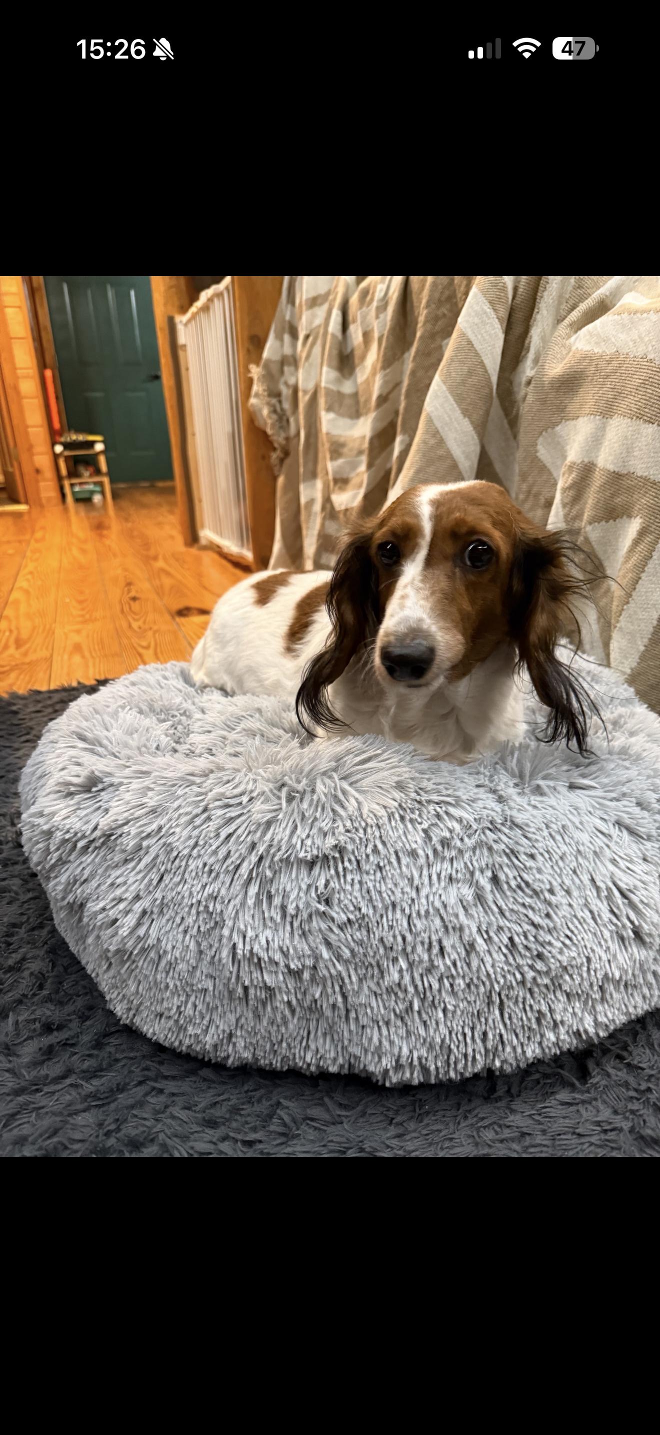 Muffy, ADOPTABLE, Adult Female Dachshund.