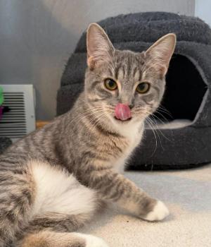 Enlarge Jill (Bonded with Jack), an adopted Domestic Short Hair in Battle Creek, MI image 1/3