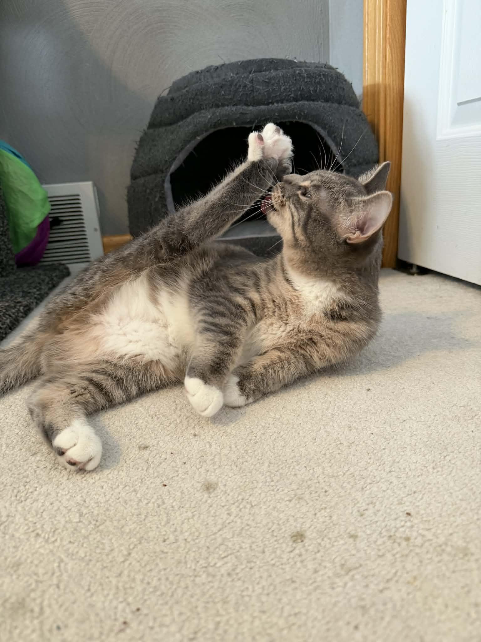 Enlarge Jill (Bonded with Jack), an adopted Domestic Short Hair in Battle Creek, MI image 2/3