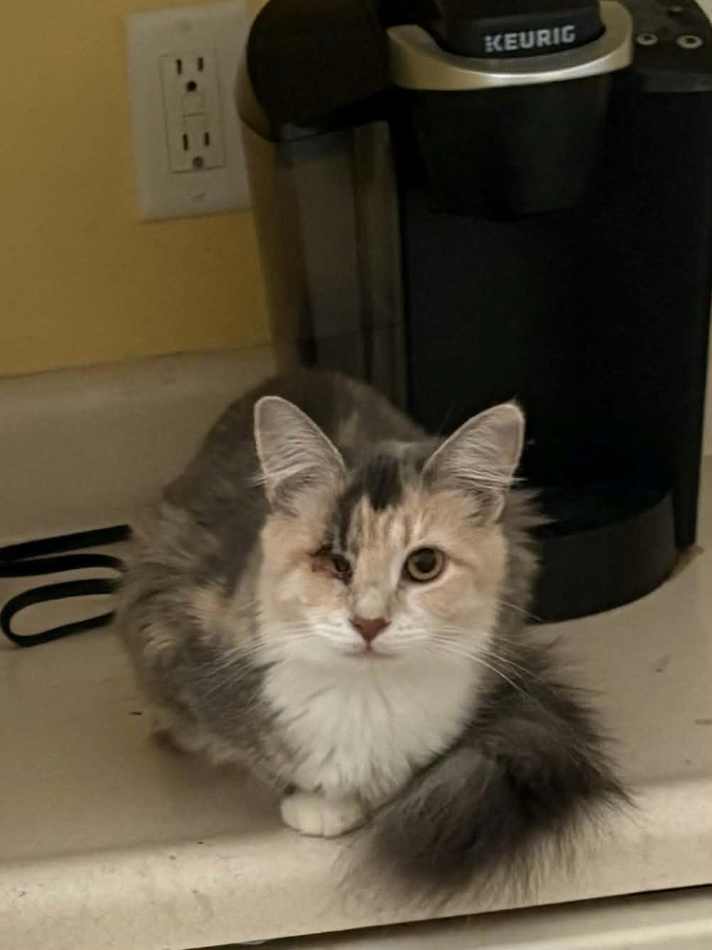 Celeste, adopted, Young Female Domestic Long Hair.