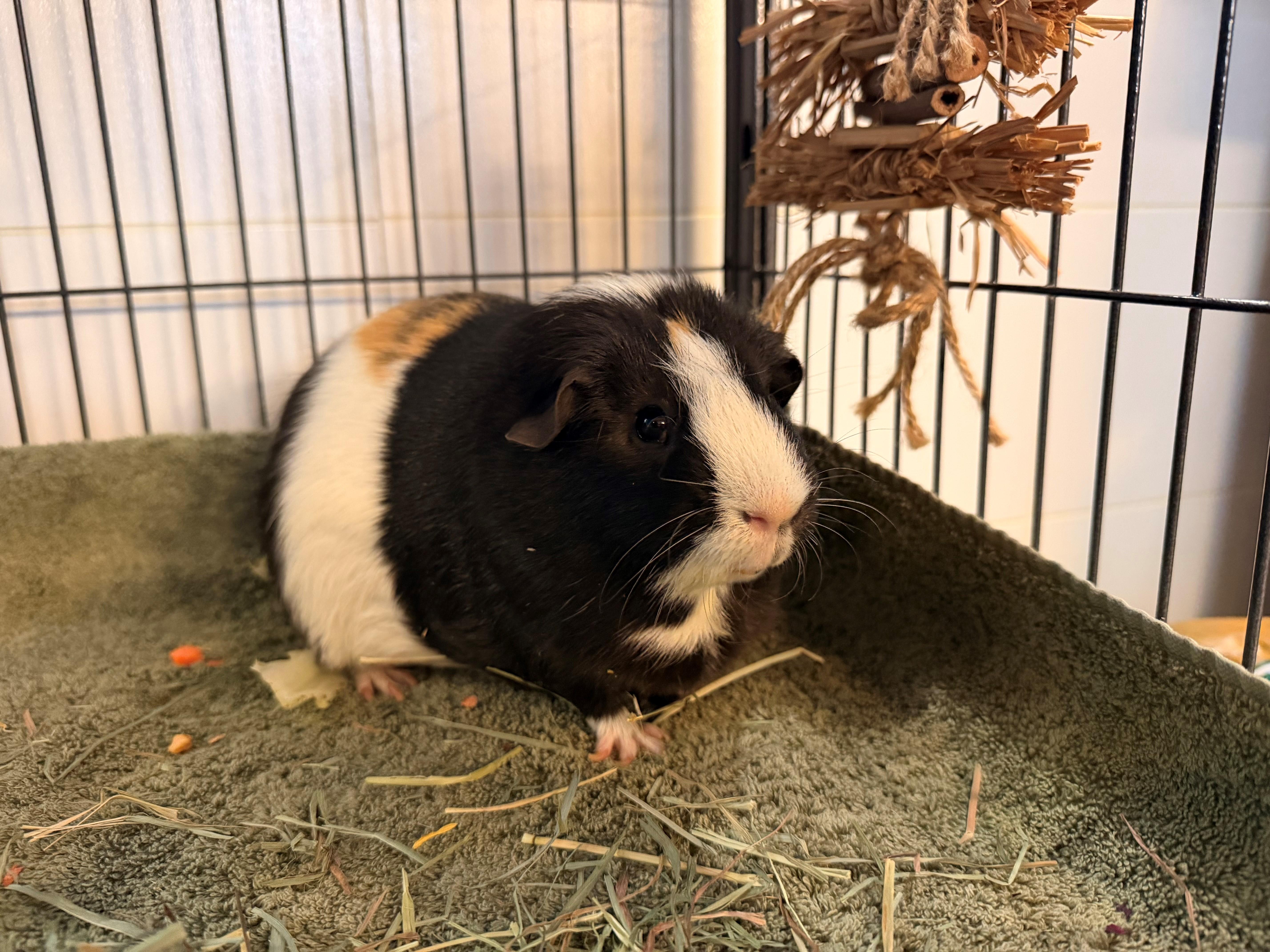 Enlarge Henry, a ADOPTABLE Guinea Pig in Westerly, RI image 1/1