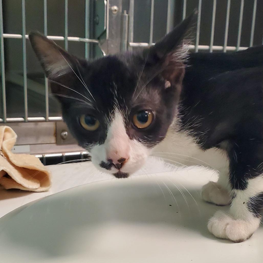 Walter, Adoptable, Kitten Male Domestic Short Hair.