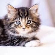 Enlarge Walter, a Adoptable Domestic Short Hair in Lake Jackson, TX image 2/2