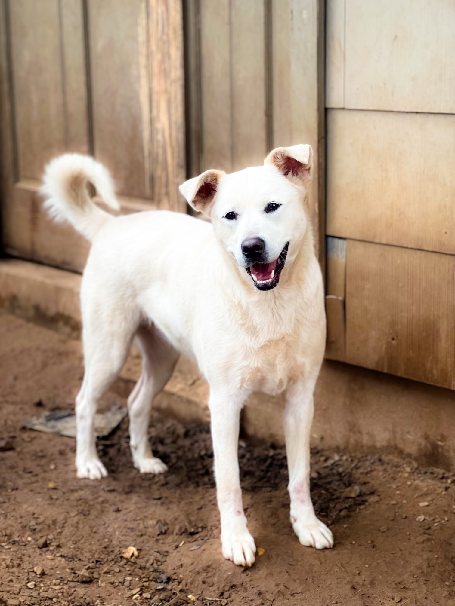Shasta, Adoptable, Adult Female Shepherd & Husky.