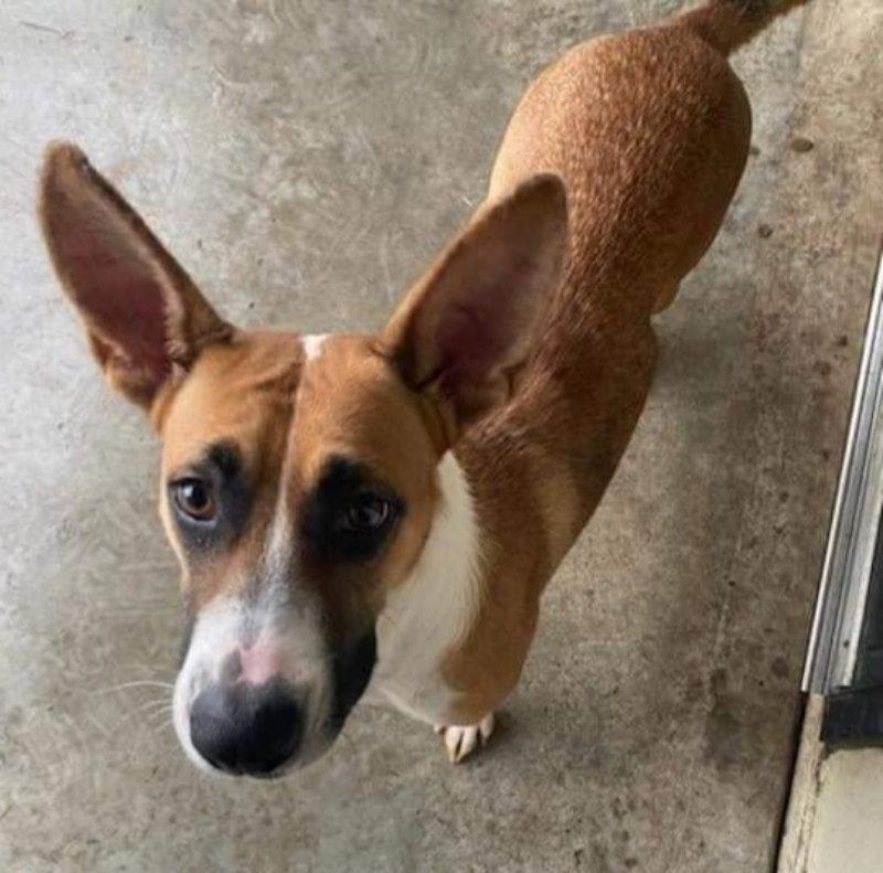 Genevieve ("Nala"), Adopted, Young Female Boxer & Cattle Dog.