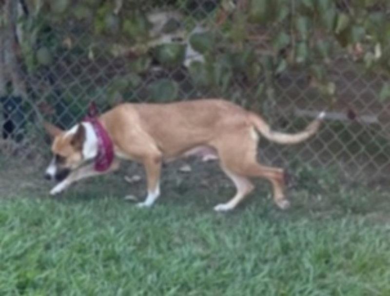Enlarge Genevieve ("Nala"), a Adopted mixed breed in Winston Salem, NC image 2/3
