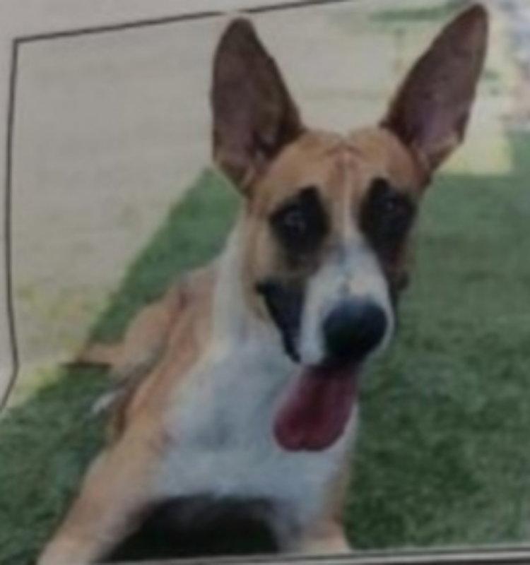 Enlarge Genevieve ("Nala"), a Adopted mixed breed in Winston Salem, NC image 3/3