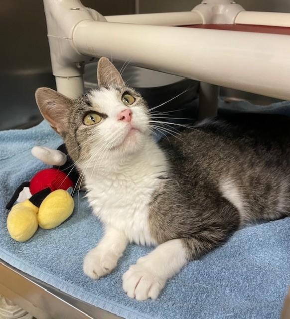 Medora, ADOPTABLE, Adult Female Domestic Short Hair.