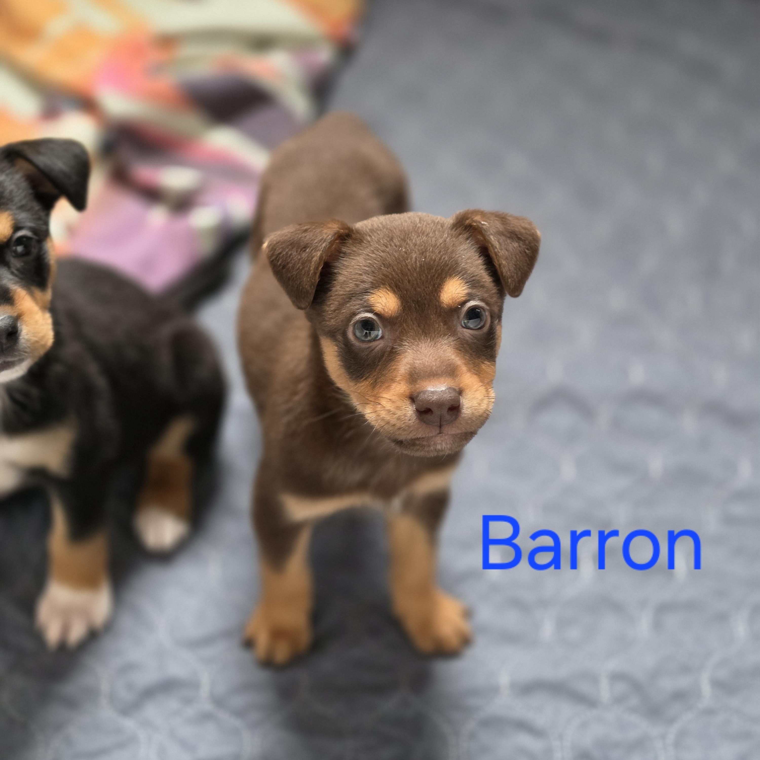 Barron, Adoptable, Puppy Male Australian Shepherd & Mixed Breed.