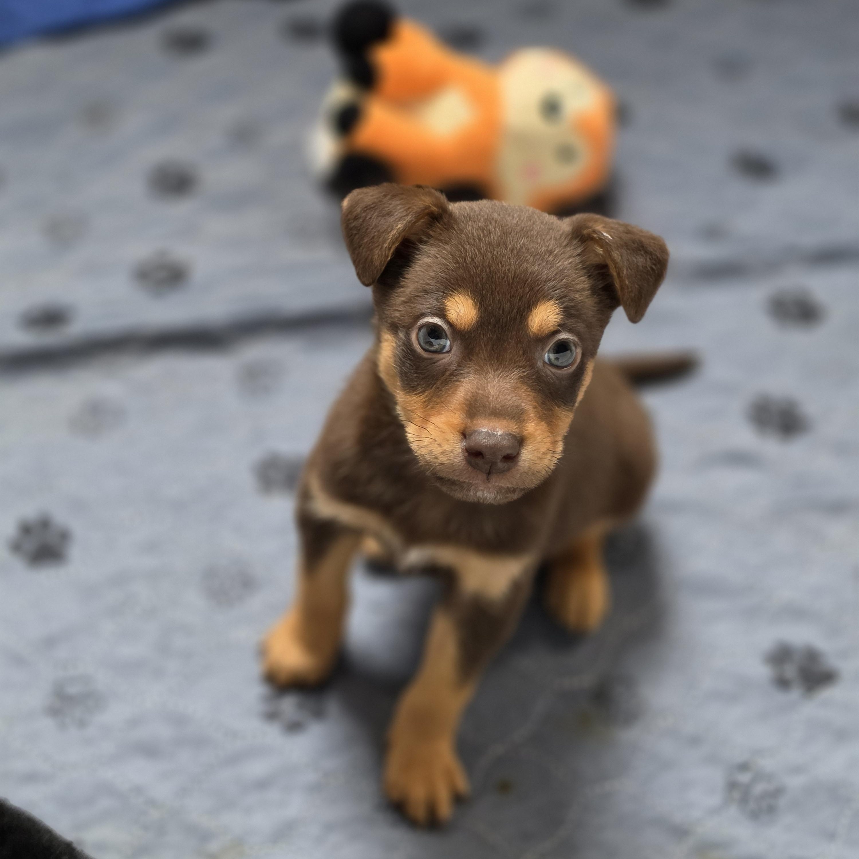 Enlarge Barron, a Adoptable mixed breed in Blairstown, NJ image 6/6