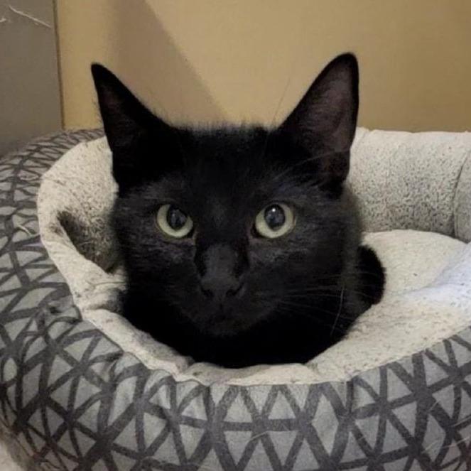 Talia, Adoptable, Adult Female Domestic Medium Hair.