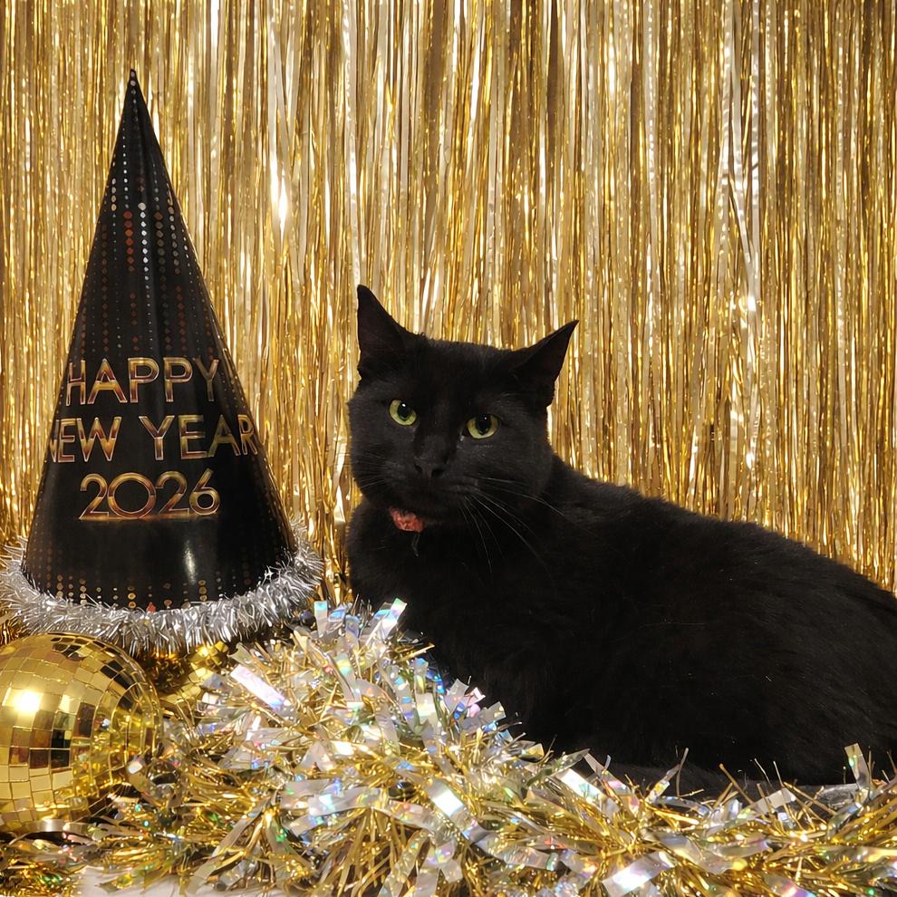 Enlarge Talia, a Adoptable Domestic Medium Hair in Tipton, IN image 2/6