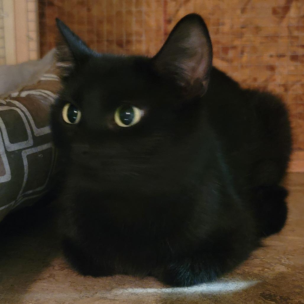 Talia, a Adoptable Domestic Medium Hair in Tipton, IN image 4/6