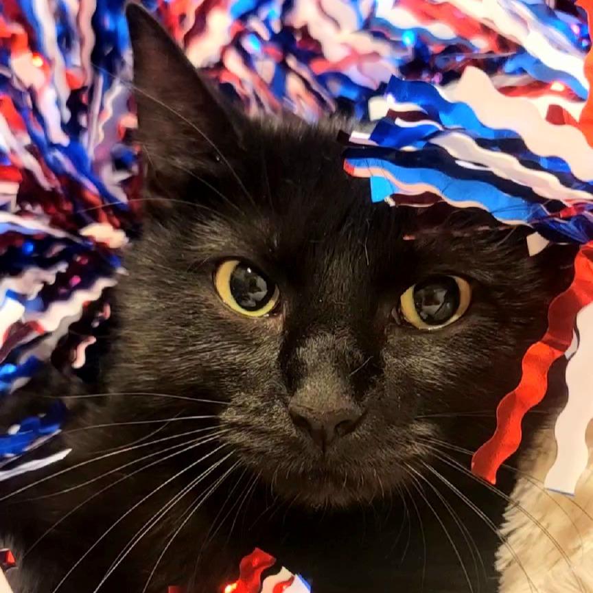 Enlarge Talia, a Adoptable Domestic Medium Hair in Tipton, IN image 5/6