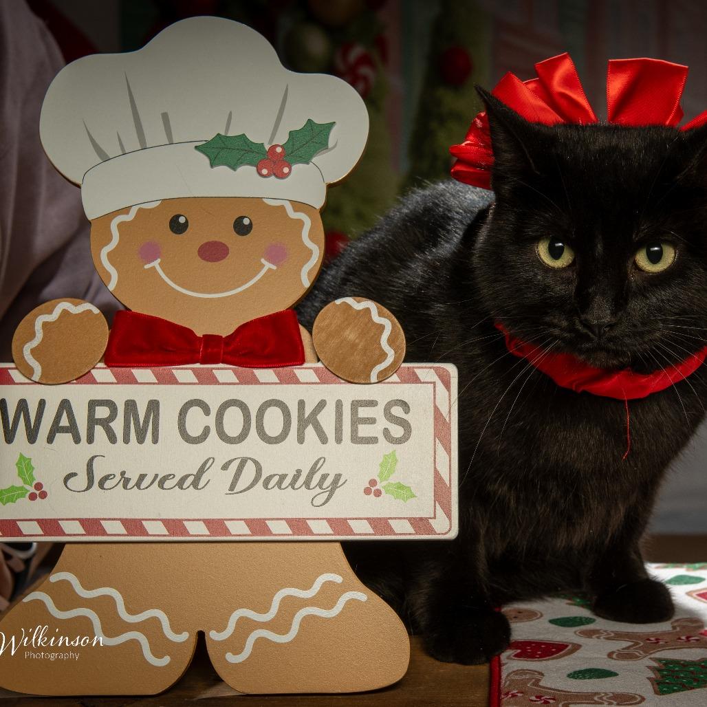 Talia, a Adoptable Domestic Medium Hair in Tipton, IN image 6/6