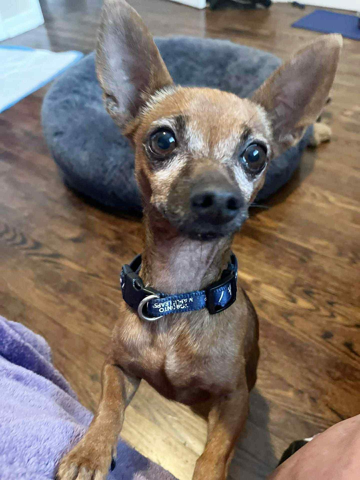 BRUNO is a big cuddle bug, a Adoptable Chihuahua in North York, ON image 2/6