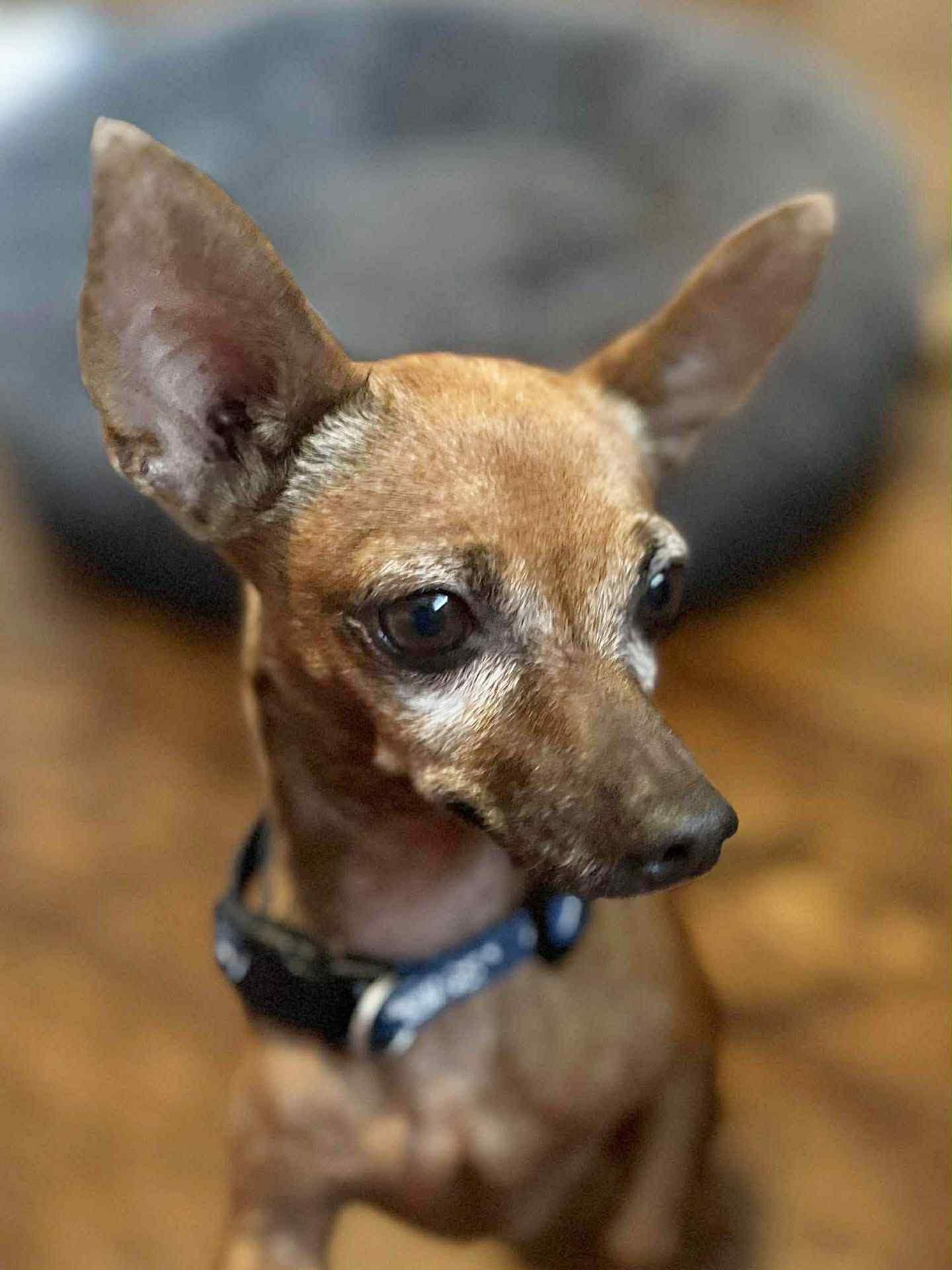 BRUNO is a big cuddle bug, a Adoptable Chihuahua in North York, ON image 3/6