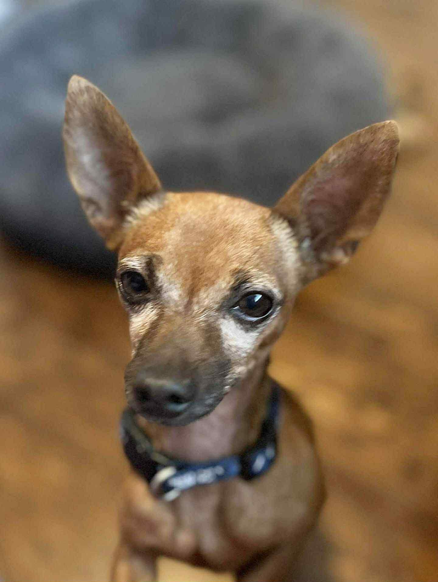BRUNO is a big cuddle bug, a Adoptable Chihuahua in North York, ON image 1/6