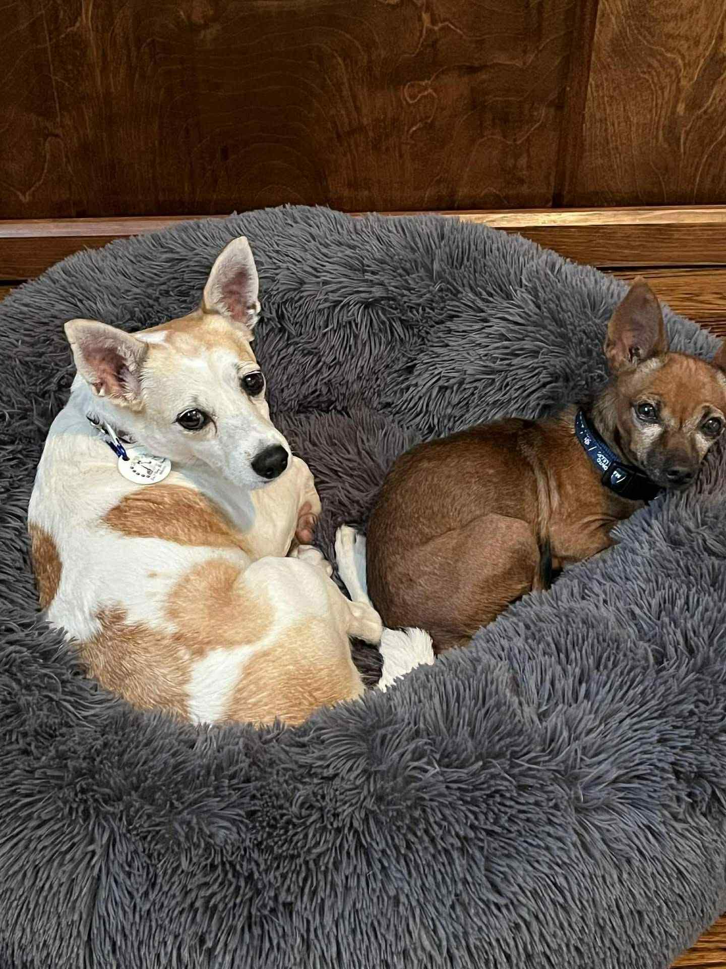 BRUNO is a big cuddle bug, Adoptable, Adult Male Chihuahua.