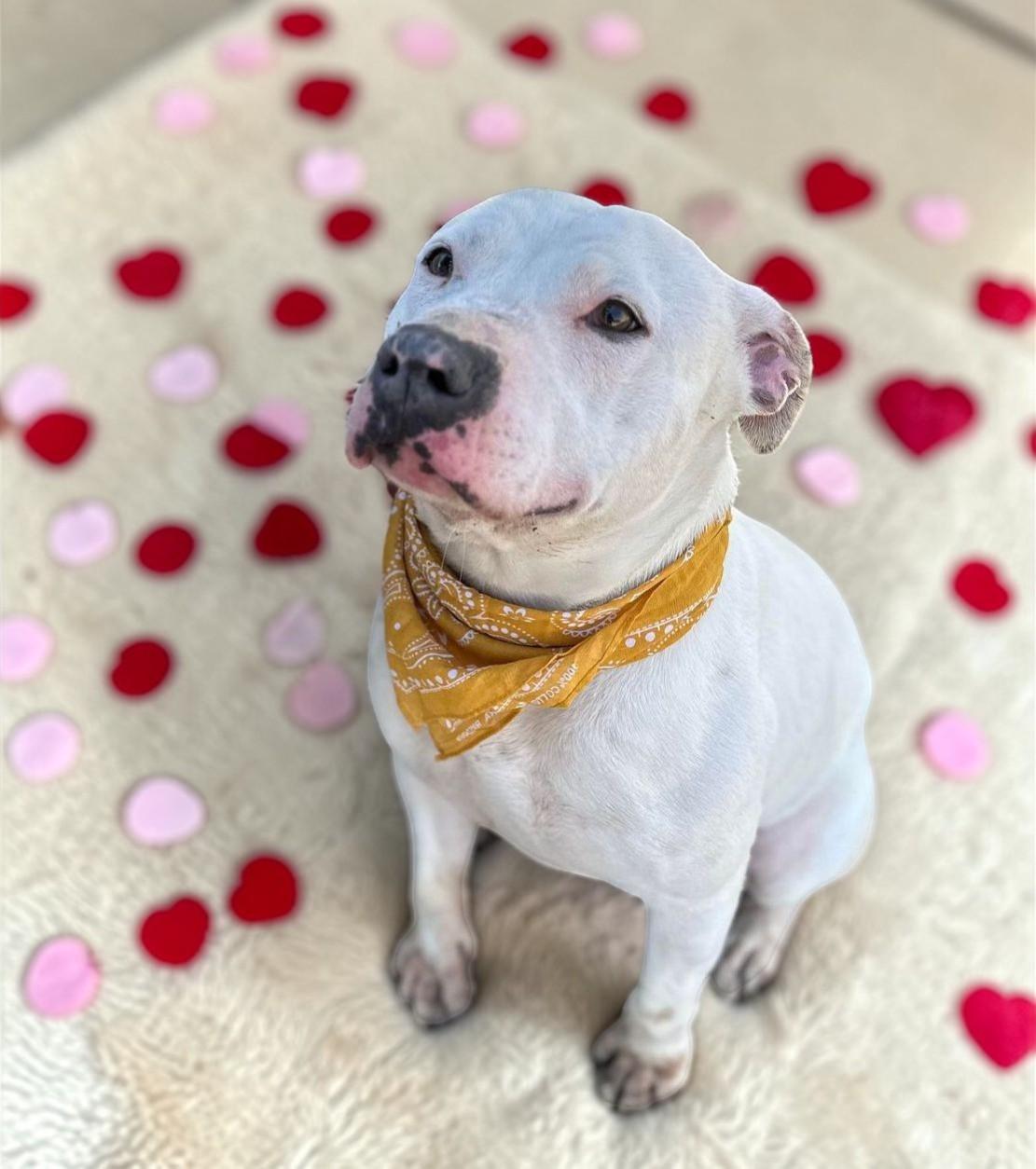 Vail , a ADOPTABLE Pit Bull Terrier in Montesano, WA image 3/6