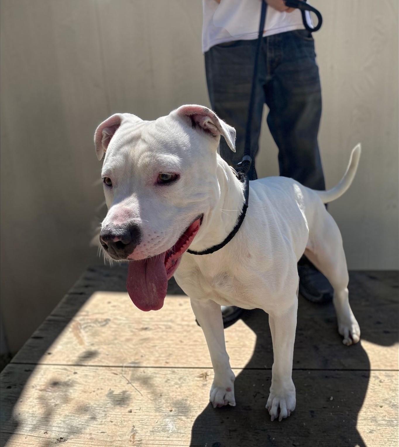 Vail , a ADOPTABLE Pit Bull Terrier in Montesano, WA image 4/6
