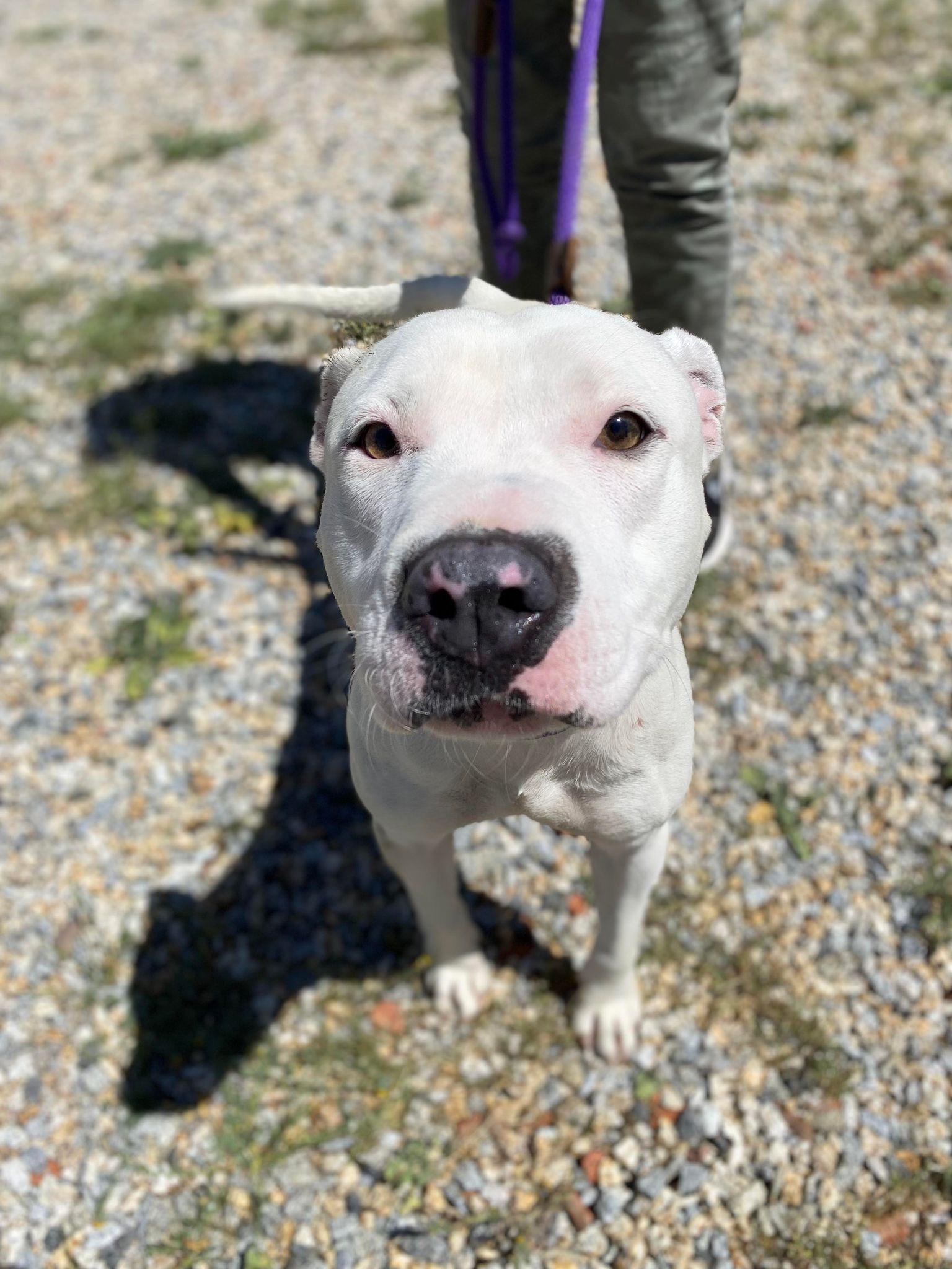 Vail , a ADOPTABLE Pit Bull Terrier in Montesano, WA image 6/6