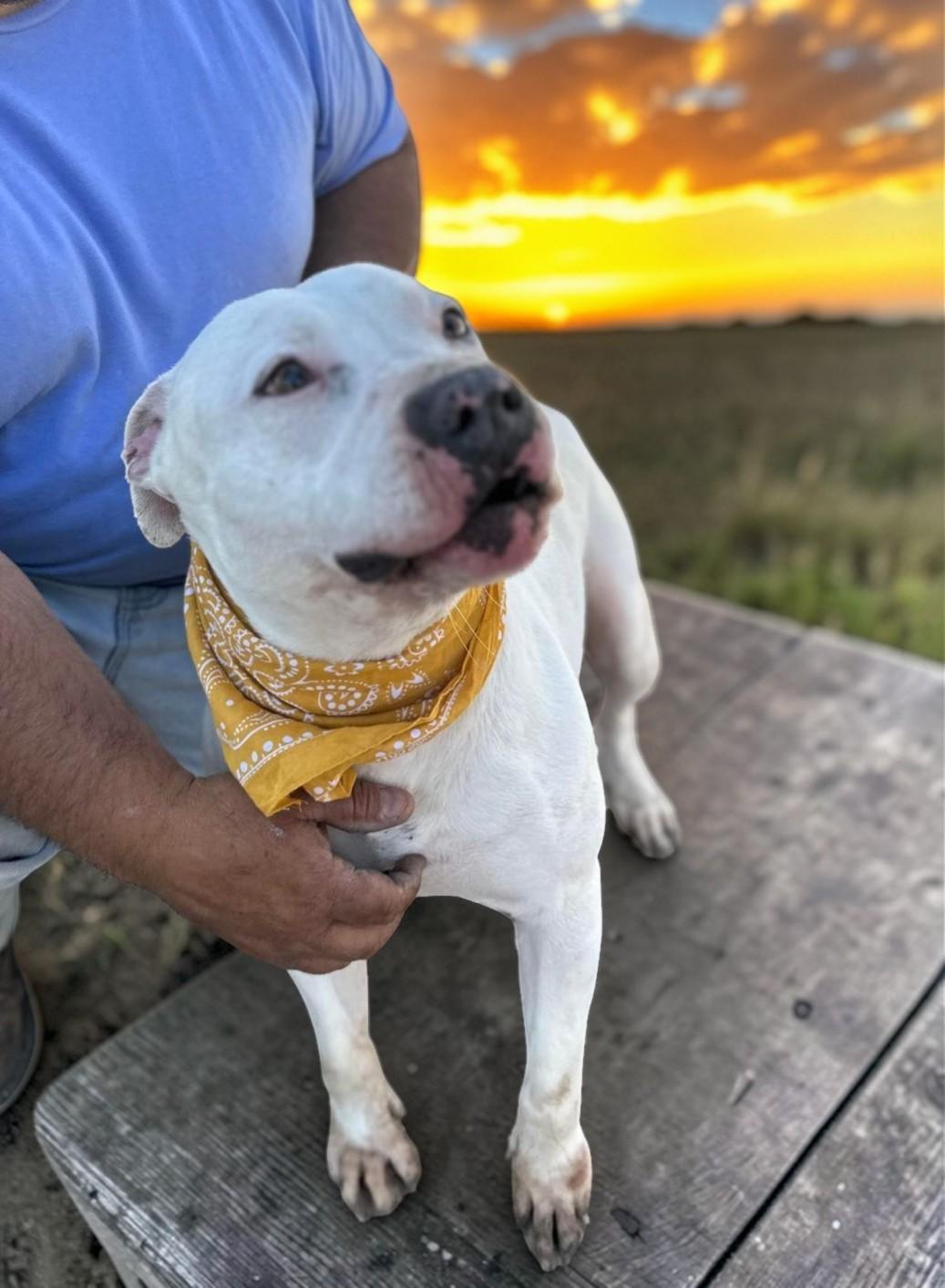 Vail , ADOPTABLE, Adult Female Pit Bull Terrier.