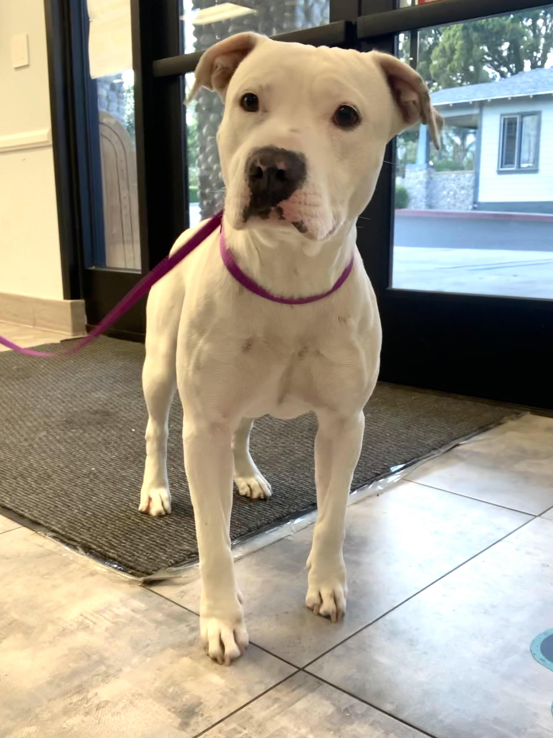 Vail , a ADOPTABLE Pit Bull Terrier in Montesano, WA image 5/6