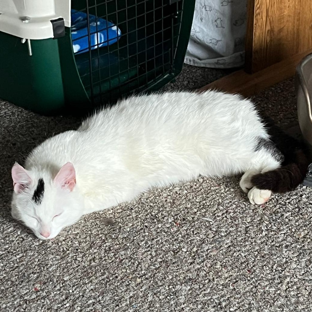 Quinn, ADOPTABLE, Kitten Female Domestic Short Hair.