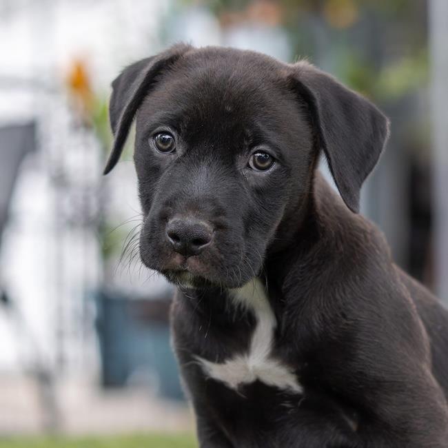 Fiesta Pup - Horchata - Adopted!, a Adoptable mixed breed in San Diego, CA image 1/3