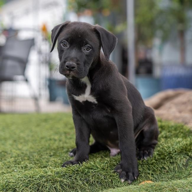 Fiesta Pup - Horchata - Adopted!, a Adoptable mixed breed in San Diego, CA image 2/3