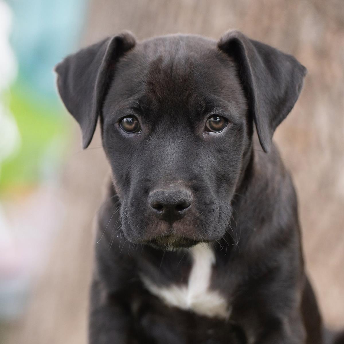 Fiesta Pup - Horchata - Adopted!, a Adoptable mixed breed in San Diego, CA image 3/3