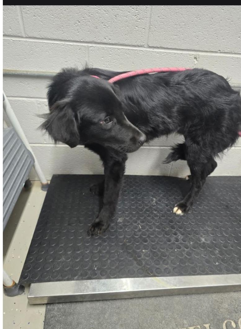 Enlarge Blaze, a Adopted mixed breed in merrillville, IN image 1/1