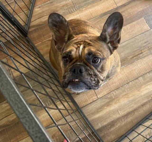 Enlarge Montly, a Adoptable French Bulldog in Monrovia , CA image 1/4