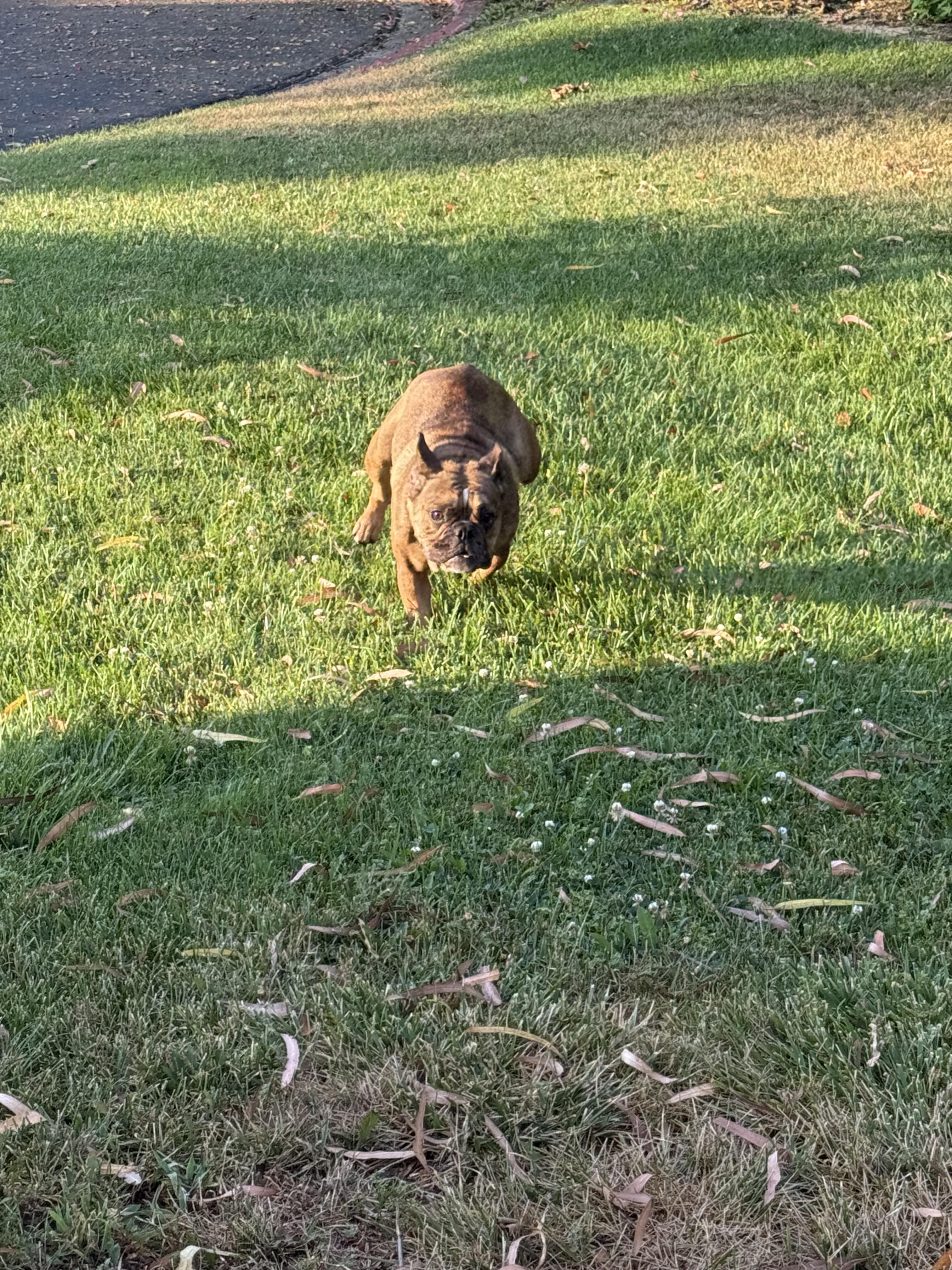 Monty, a Adoptable French Bulldog in Monrovia , CA image 1/2
