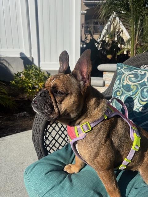 Enlarge Molly, a Adoptable French Bulldog in Monrovia , CA image 1/5