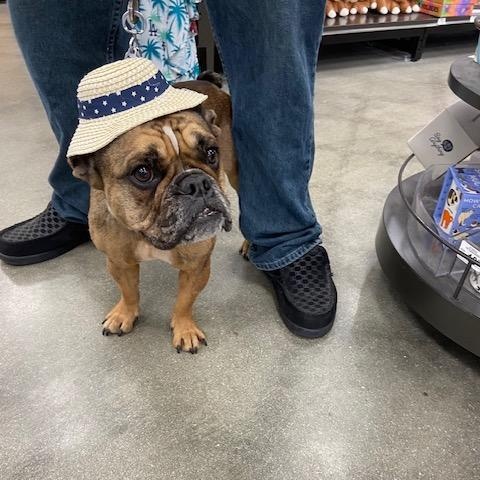 Enlarge Molly, a Adoptable French Bulldog in Monrovia , CA image 1/6