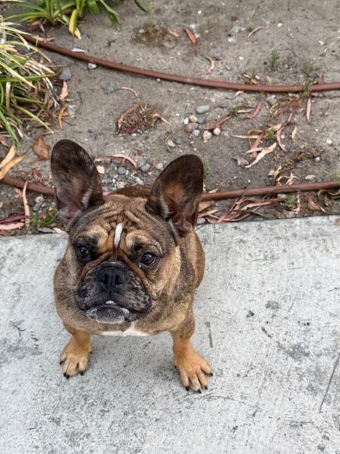 Montly, Adoptable, Young Female French Bulldog.