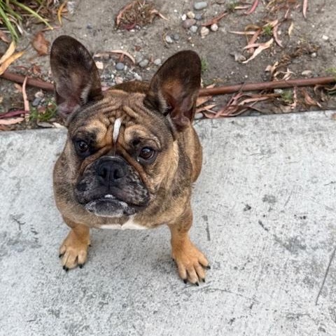Enlarge Molly, a Adoptable French Bulldog in Monrovia , CA image 3/6