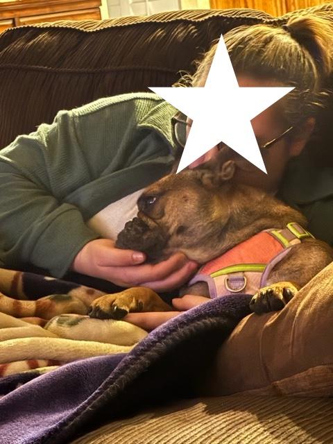 Enlarge Molly, a Adoptable French Bulldog in Monrovia , CA image 4/5