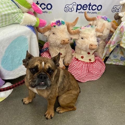 Enlarge Molly, a Adoptable French Bulldog in Monrovia , CA image 6/6