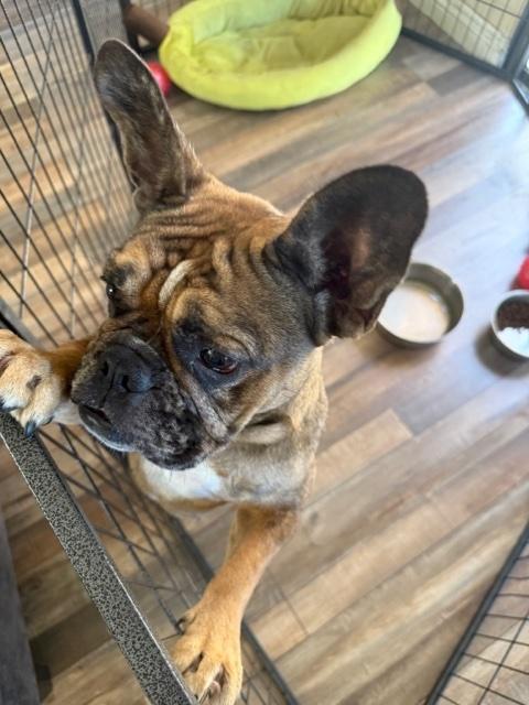 Enlarge Montly, a Adoptable French Bulldog in Monrovia , CA image 3/4